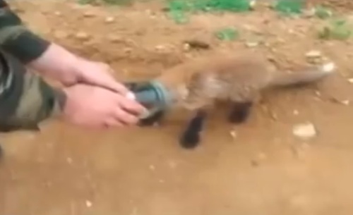 Fox with jar stuck on its head